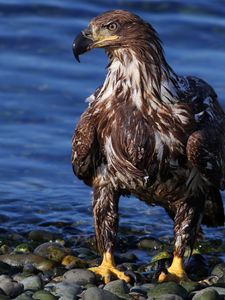 Preview wallpaper eagle, bird, predator, rocks, sea, beach