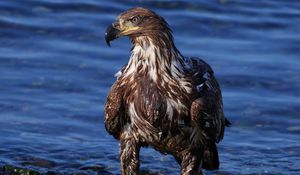 Preview wallpaper eagle, bird, predator, rocks, sea, beach