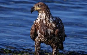 Preview wallpaper eagle, bird, predator, rocks, sea, beach