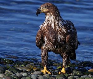 Preview wallpaper eagle, bird, predator, rocks, sea, beach