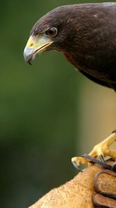 Preview wallpaper eagle, bird, predator, species