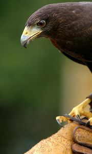 Preview wallpaper eagle, bird, predator, species