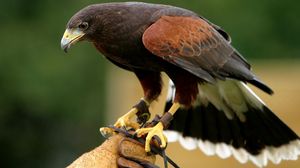 Preview wallpaper eagle, bird, predator, species