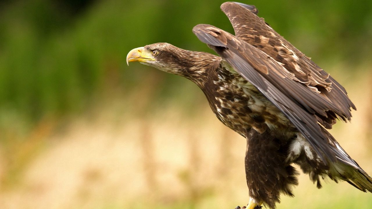 Wallpaper eagle, bird, predator, swing