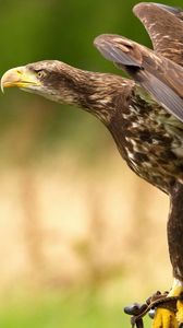 Preview wallpaper eagle, bird, predator, swing