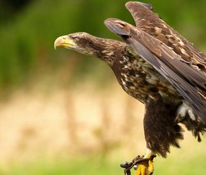Preview wallpaper eagle, bird, predator, swing