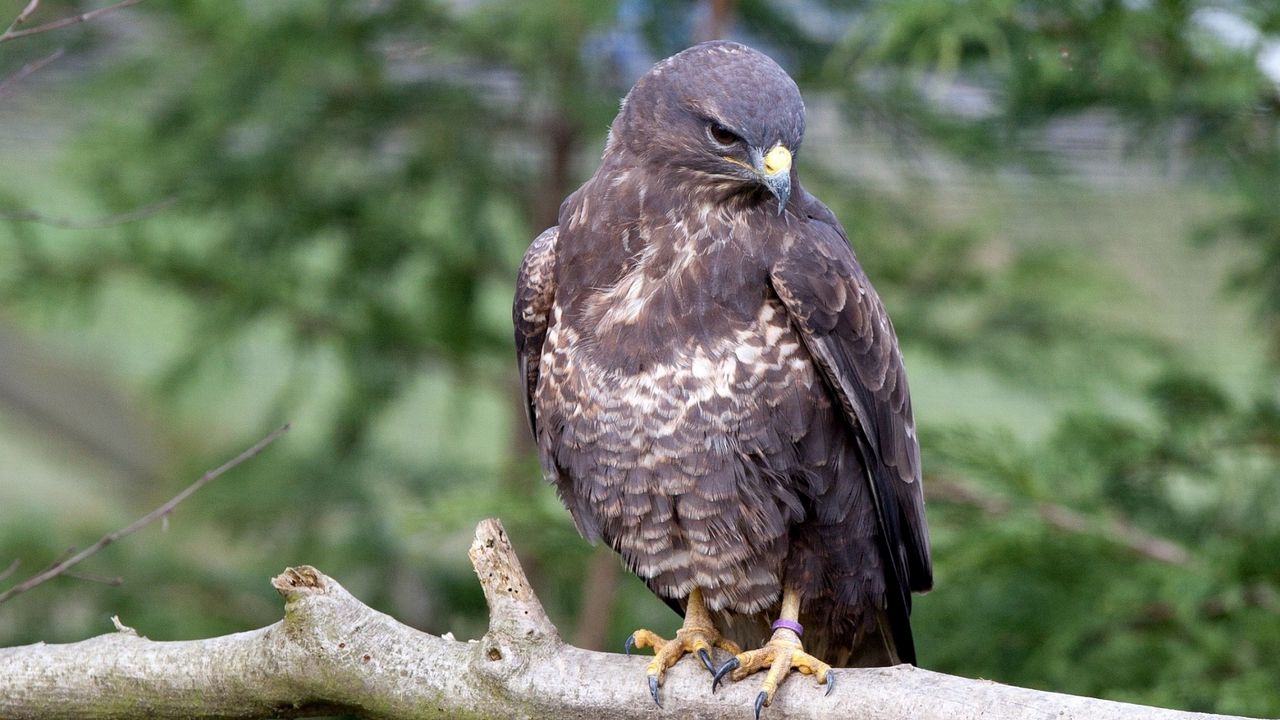 Wallpaper eagle, bird, predator, beak, branch, sit