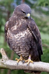Preview wallpaper eagle, bird, predator, beak, branch, sit