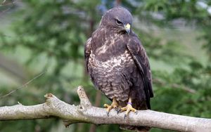 Preview wallpaper eagle, bird, predator, beak, branch, sit