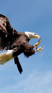 Preview wallpaper eagle, bird, predator, sky, hunting