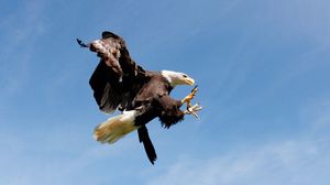 Preview wallpaper eagle, bird, predator, sky, hunting