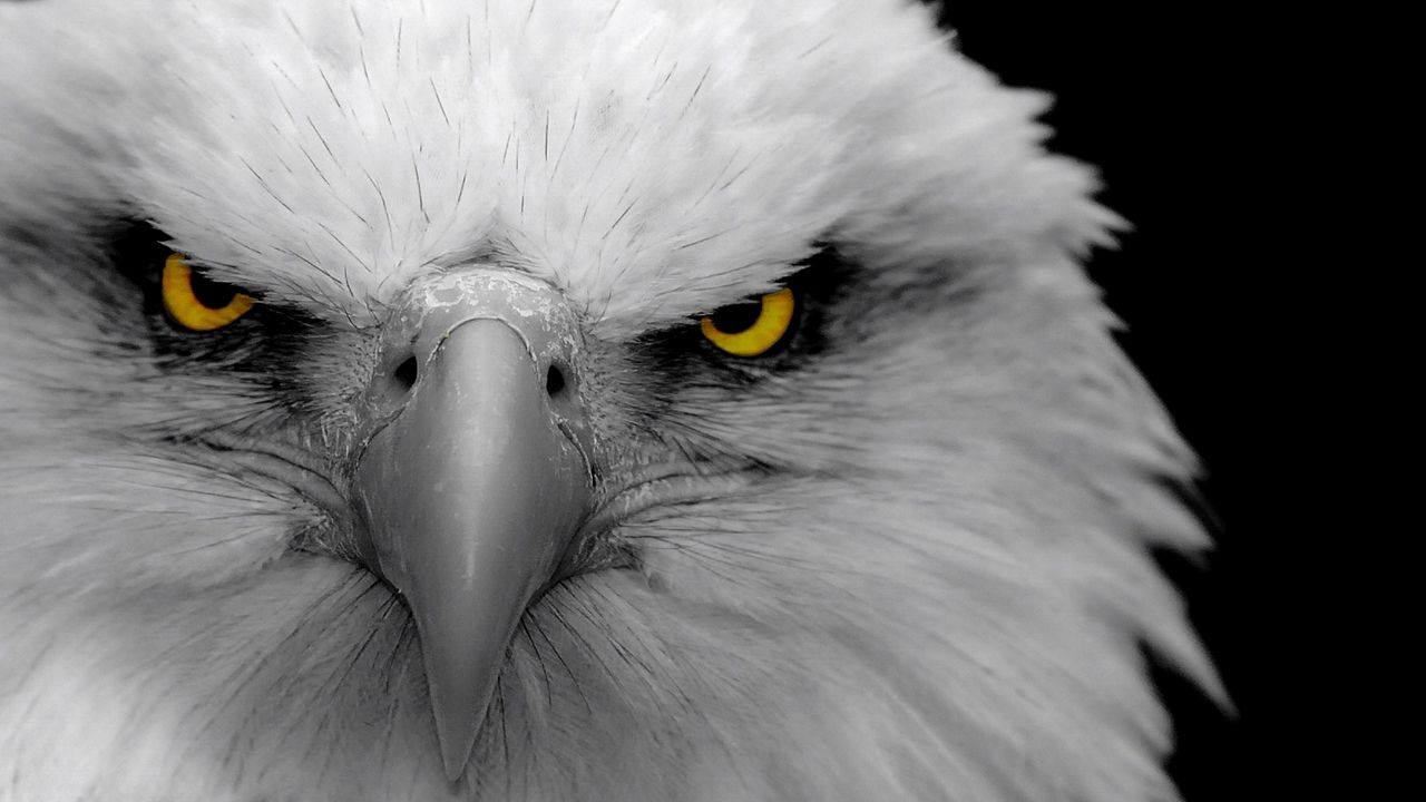 Wallpaper eagle, bird, predator, beak