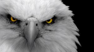Eagle full hd, hdtv, fhd, 1080p wallpapers hd, desktop backgrounds  1920x1080, images and pictures