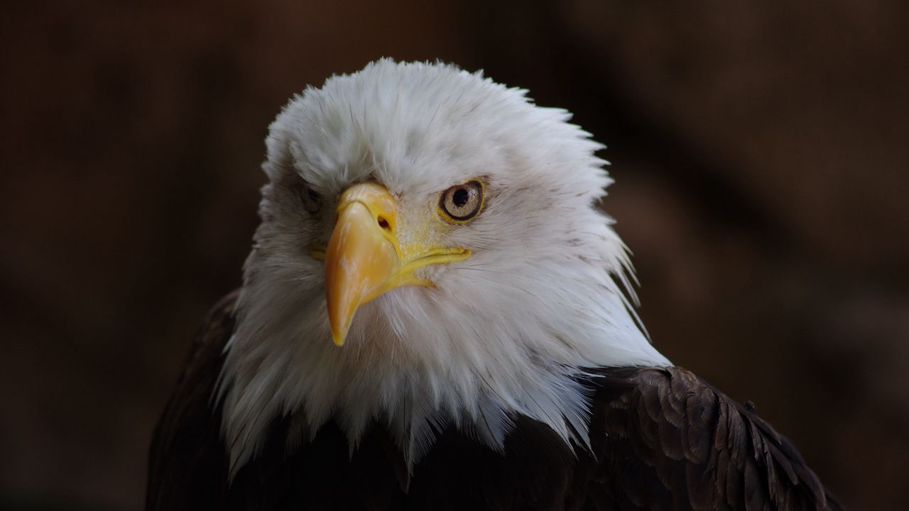 Wallpaper eagle, bird, predator, head