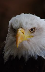 Preview wallpaper eagle, bird, predator, head