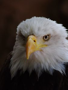 Preview wallpaper eagle, bird, predator, head