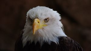 Preview wallpaper eagle, bird, predator, head