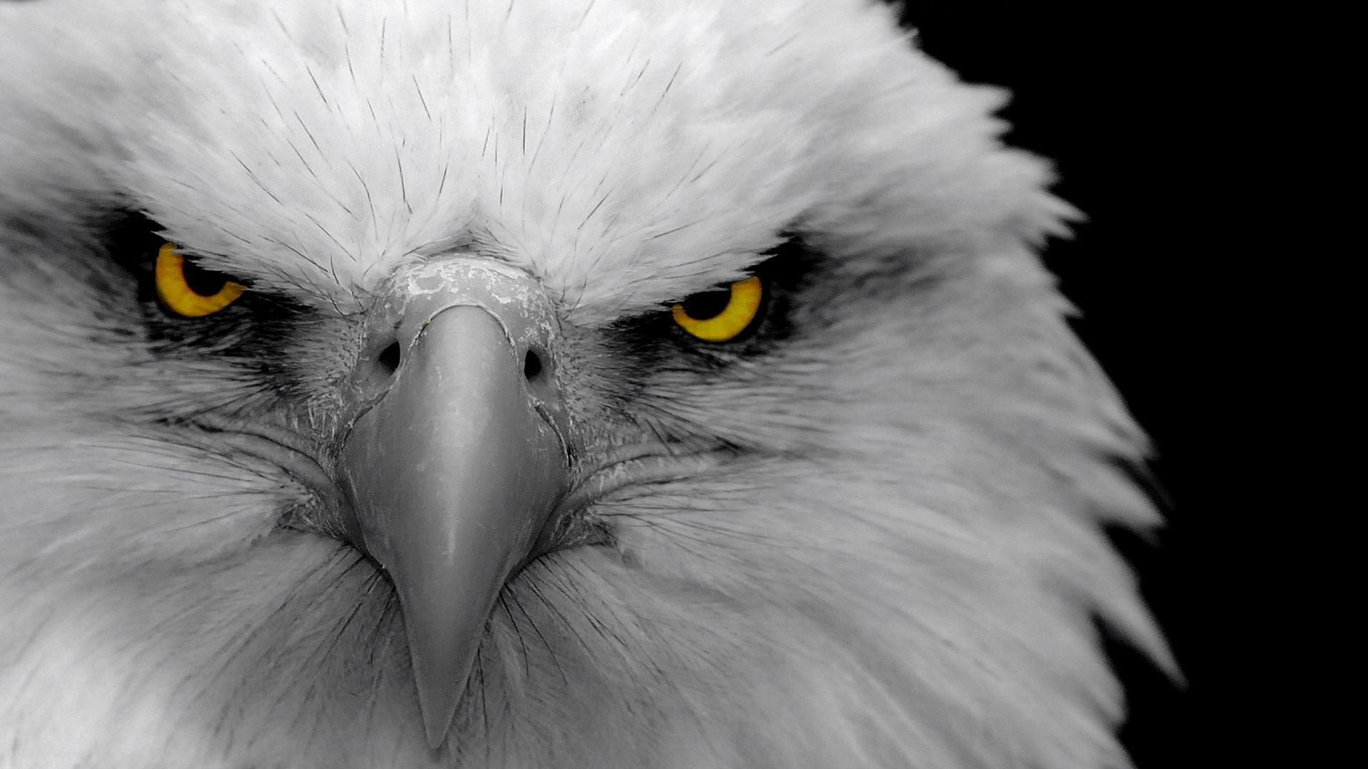 Download wallpaper 1920x1080 eagle, bird, predator, beak full hd, hdtv,  fhd, 1080p hd background