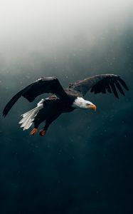 Preview wallpaper eagle, bird, rain, flight