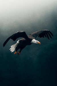 Preview wallpaper eagle, bird, rain, flight