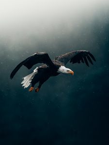 Preview wallpaper eagle, bird, rain, flight