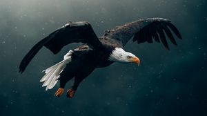 Preview wallpaper eagle, bird, rain, flight