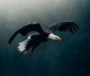 Preview wallpaper eagle, bird, rain, flight