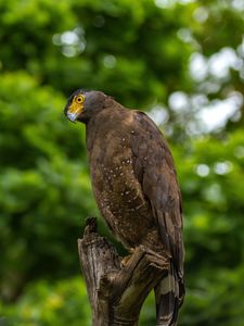 Preview wallpaper eagle, bird, sight, predator