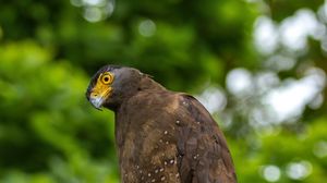 Preview wallpaper eagle, bird, sight, predator