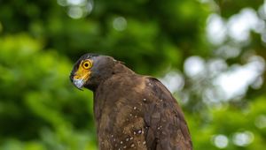 Preview wallpaper eagle, bird, sight, predator
