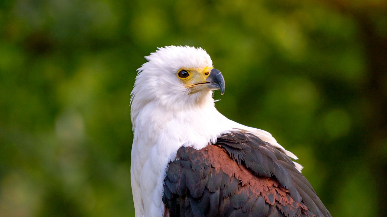 Wallpaper eagle, bird, sight, wildlife