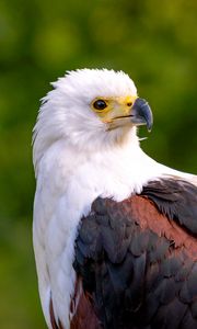 Preview wallpaper eagle, bird, sight, wildlife