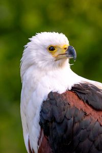 Preview wallpaper eagle, bird, sight, wildlife