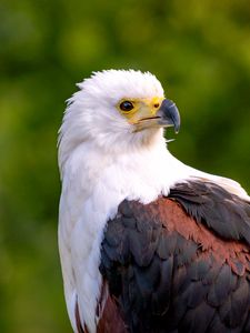 Preview wallpaper eagle, bird, sight, wildlife