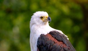 Preview wallpaper eagle, bird, sight, wildlife