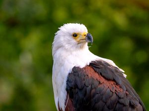 Preview wallpaper eagle, bird, sight, wildlife