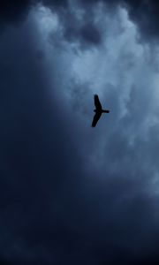 Preview wallpaper eagle, bird, silhouette, flight, sky