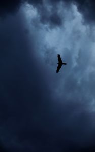Preview wallpaper eagle, bird, silhouette, flight, sky