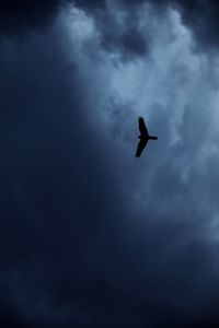 Preview wallpaper eagle, bird, silhouette, flight, sky