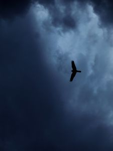 Preview wallpaper eagle, bird, silhouette, flight, sky