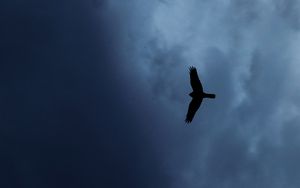 Preview wallpaper eagle, bird, silhouette, flight, sky