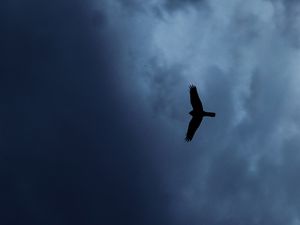 Preview wallpaper eagle, bird, silhouette, flight, sky
