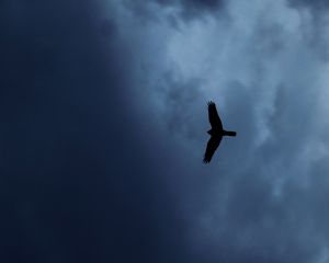 Preview wallpaper eagle, bird, silhouette, flight, sky