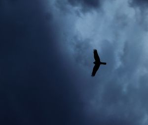 Preview wallpaper eagle, bird, silhouette, flight, sky