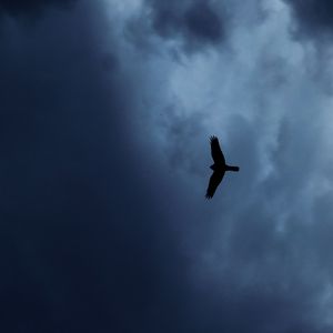 Preview wallpaper eagle, bird, silhouette, flight, sky