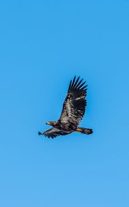Preview wallpaper eagle, bird, sky, flight, wildlife