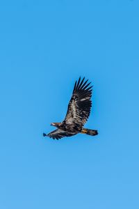 Preview wallpaper eagle, bird, sky, flight, wildlife