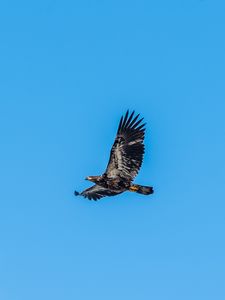 Preview wallpaper eagle, bird, sky, flight, wildlife