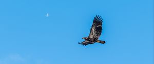 Preview wallpaper eagle, bird, sky, flight, wildlife