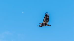 Preview wallpaper eagle, bird, sky, flight, wildlife